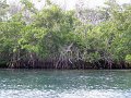046. mangroovid 2